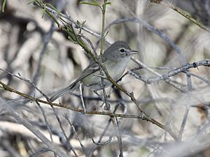 Bell's Vireo.jpg