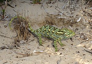 Benny Trapp Chamaeleo africanus sitzt auf fertigem Nest.jpg