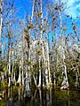 Big Cypress National Preserve SR 94 - Loop Road