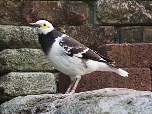 Black-collared starling (Gracupica nigricollis).jpg