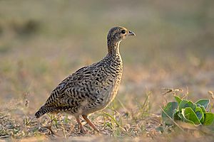 Black Francoline Female