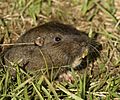 Botta's Pocket Gopher (Thomomys bottae).jpg