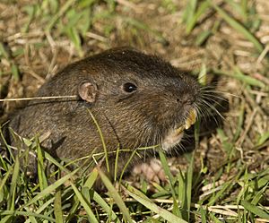 Botta's Pocket Gopher (Thomomys bottae).jpg