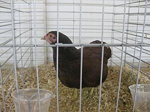 Buckeye bantam