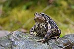 Bufo americanus PJC1.jpg