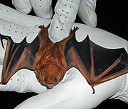 C-red-bat.jpg