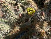 Cactus bloom