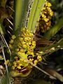 Chamaerops humilis (female flowers)