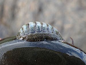 Chiton glaucus Blue Green Chiton