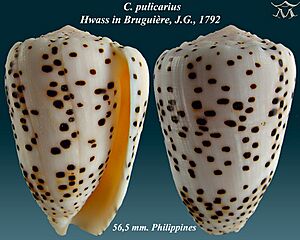 Conus pulicarius 1.jpg