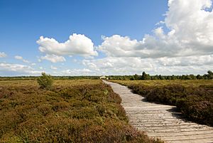 Corlea Bog Trackway