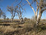 Cottonwoods, Vaughn NM