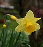 Daffodil