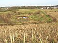 Dunlop millennium community woodland