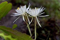 Epiphyllum hookeri96449466