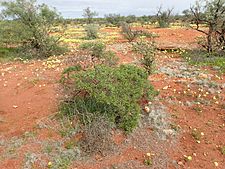 Eremophila crenulata (habit)