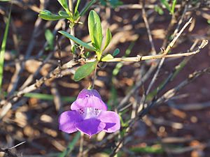 Eremophila lanceolata (leaves and flowers).jpg