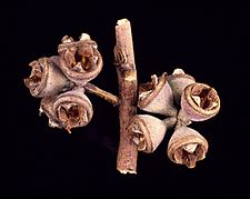 Eucalyptus malacoxylon fruit