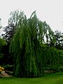 Fagus sylvatica pendula, Harlow Carr