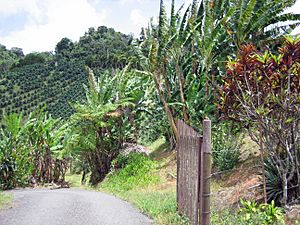 Farm in Adjuntas