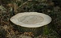 Freshly cut tree stump