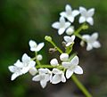 Galium uliginosum W