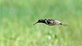 Greater painted snipe Prasanna Mamidala