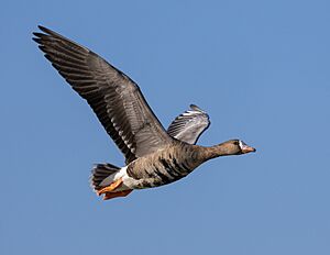 Greater white-fronted goose in flight-1045.jpg