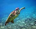 Green turtle in Kona 2008