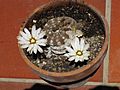 Gymnocalycium ragonesii 2