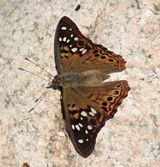 Hackberry Emperor, Megan McCarty46