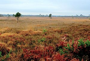 Holt Heath and Forest Dorset - geograph.org.uk - 1060816