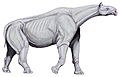 Indricotherium11