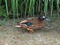 Laysan teal male