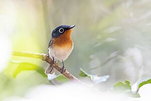 Melanesian Flycatcher 0A2A8135.jpg