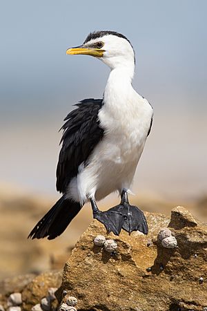 Microcarbo melanoleucos - Boat Harbour.jpg