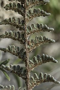 Myriopteris rufa underside