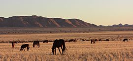 Namib desert feral horses