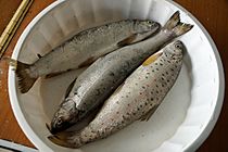 Ohrid Trouts