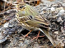 Olive backed Pipit.jpg