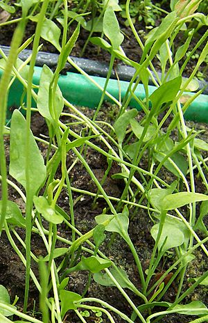 Ophioglossum lusitanicum.jpg