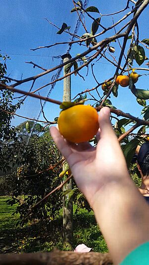 Persimmons at Bilpin-Pine Crest