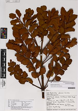 Phyllocladus toatoa Molloy (AM AK354321).jpg