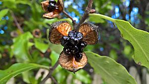 Pittosporum tenuifolium (Kohuhu) capsule