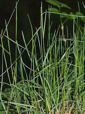 Poa.nemoralis.in.may.germany.jpg