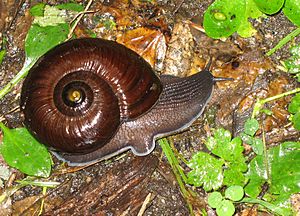 Powelliphanta annectens DOC 2007