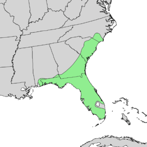 Quercus pumila range map.png