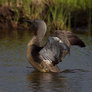 Red-Throated Loon Iceland