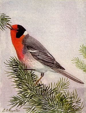 Red-faced Warbler NGM-v31-p305-D