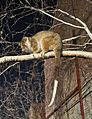 Ring-tailed possum